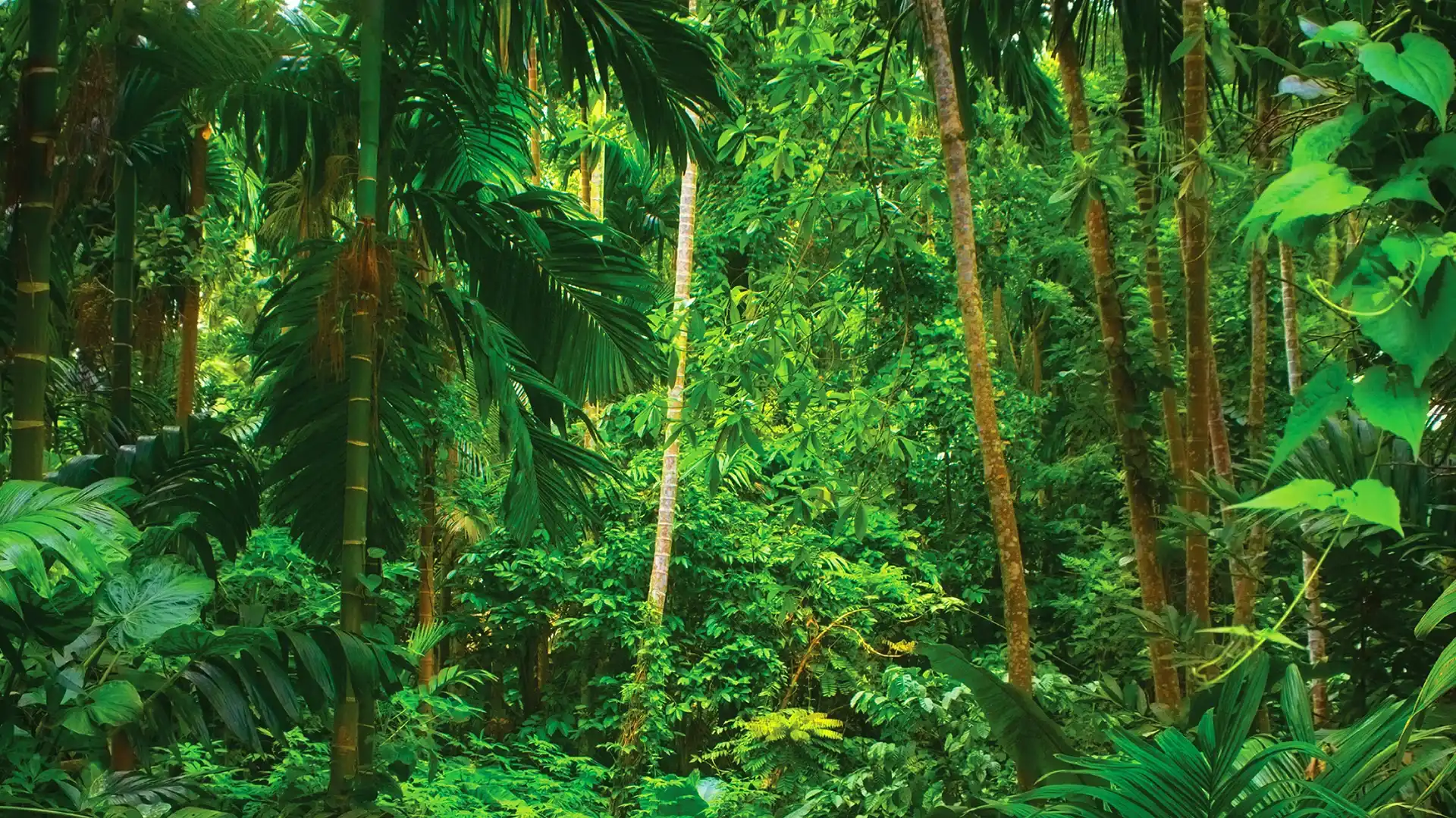 Dense tropical rainforest with lush green vegetation filling the entire scene. Tall trees, palm-like plants, broad leaves, and thick undergrowth create multiple layers of foliage, forming a rich and biodiverse forest environment. Sunlight filters through the canopy, illuminating various shades of green and highlighting the dense vegetation. The image illustrates a natural rainforest ecosystem and the importance of forests for biodiversity, carbon storage, and environmental sustainability.